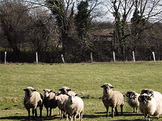 Einige Impressionen aus Kühsen und seiner direkten Umgebung