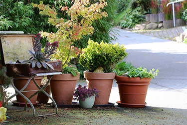 Die Rosenschmiede ist wie eine grüne Oase im Alltag