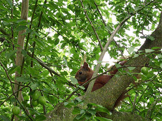 Kleiner Helfer im Garten der Rosenschmiede