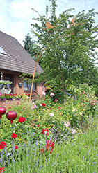 Impressionen aus dem Garten der Rosenschmiede