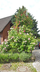 Impressionen aus dem Garten der Rosenschmiede