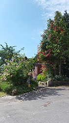 Impressionen aus dem Garten der Rosenschmiede