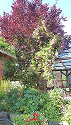 Impressionen aus dem Garten der Rosenschmiede