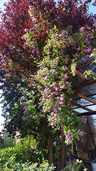 Impressionen aus dem Garten der Rosenschmiede