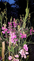 Impressionen aus dem Garten der Rosenschmiede