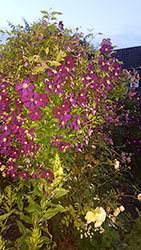 Impressionen aus dem Garten der Rosenschmiede