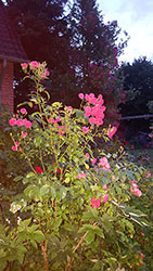 Impressionen aus dem Garten der Rosenschmiede