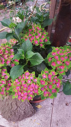 Impressionen aus dem Garten der Rosenschmiede