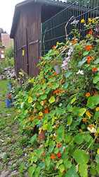 Impressionen aus dem Garten der Rosenschmiede