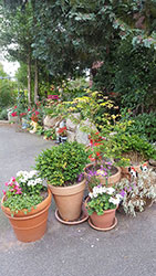 Impressionen aus dem Garten der Rosenschmiede