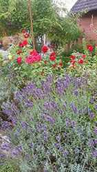 Impressionen aus dem Garten der Rosenschmiede
