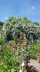 Impressionen aus dem Garten der Rosenschmiede