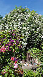 Impressionen aus dem Garten der Rosenschmiede