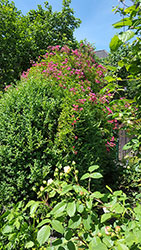 Impressionen aus dem Garten der Rosenschmiede