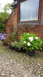 Impressionen aus dem Garten der Rosenschmiede