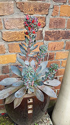 Impressionen aus dem Garten der Rosenschmiede