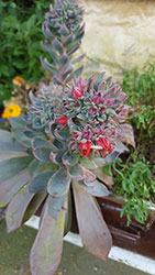 Impressionen aus dem Garten der Rosenschmiede