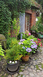 Impressionen aus dem Garten der Rosenschmiede