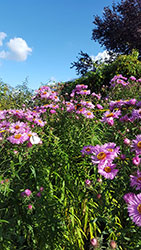 Impressionen aus dem Garten der Rosenschmiede
