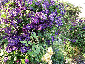 Der Garten der Rosenschmiede