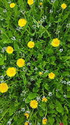 Impressionen aus dem Garten der Rosenschmiede