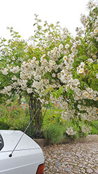 Impressionen aus dem Garten der Rosenschmiede