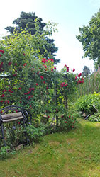 Impressionen aus dem Garten der Rosenschmiede