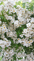 Impressionen aus dem Garten der Rosenschmiede