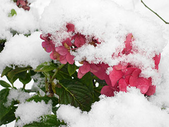 Die Hortensien im Garten der Rosenschmiede blühen bis spät ins Jahr hinein...