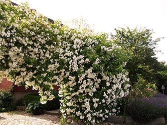 Rosenbogen über der Einfahrt zur Rosenschmiede