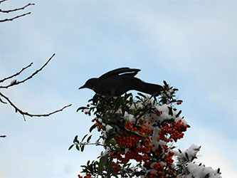 Auch Vögel lieben den Garten der Rosenschmiede