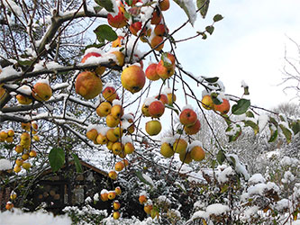 Der Winterapfel leuchtet auch in der dunklen Jahreszeit im Garten der Rosenschmiede