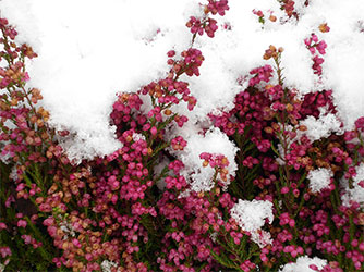 ... und auch die Winterheide bringt lange Freude